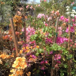 Bonita Nursery & Florists