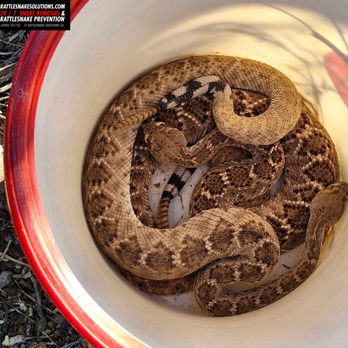 Rattlesnake Solutions - Rattlesnake removal from a home - Wildlife Control Near Me - Phoenix, Arizona Rattlesnake Solutions - Rattlesnake removal from a home - Wildlife Control Near Me - Phoenix, Arizona