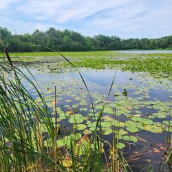 Scout Lake Park