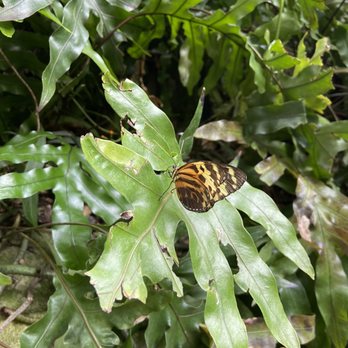 Cockrell Butterfly Center - Museums Near Me - Houston, Texas Cockrell Butterfly Center - Museums Near Me - Houston, Texas