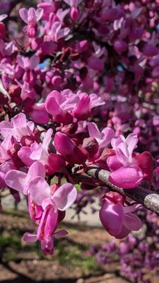 Japanese Friendship Garden by null