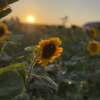 Bishop's Pumpkin Farm - You pick your own sunflowers - Christmas Trees Near Me - Wheatland, California Bishop's Pumpkin Farm - You pick your own sunflowers - Christmas Trees Near Me - Wheatland, California