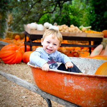 Boccali Ranch Pumpkin Patch - Pumpkin Patches Near Me - Ojai, California Boccali Ranch Pumpkin Patch - Pumpkin Patches Near Me - Ojai, California
