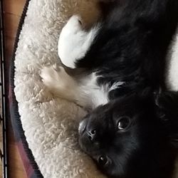 Coastland Veterinary Hospital - Odin