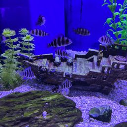 Current view - love how maintained and clearly labeled their tanks are Current view - love how maintained and clearly labeled their tanks are
