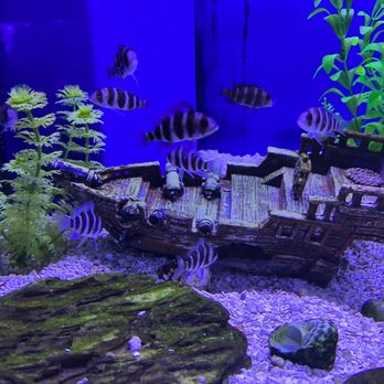 Dallas North Aquarium - Current view - love how maintained and clearly labeled their tanks are - Aquarium Services Near Me - Carrollton, Texas Dallas North Aquarium - Current view - love how maintained and clearly labeled their tanks are - Aquarium Services Near Me - Carrollton, Texas