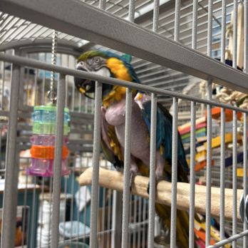 Your Basic Bird - Parrot in tiny cage all alone, has plucked their own feathers out from stress - Pet Stores Near Me - Berkeley, California Your Basic Bird - Parrot in tiny cage all alone, has plucked their own feathers out from stress - Pet Stores Near Me - Berkeley, California