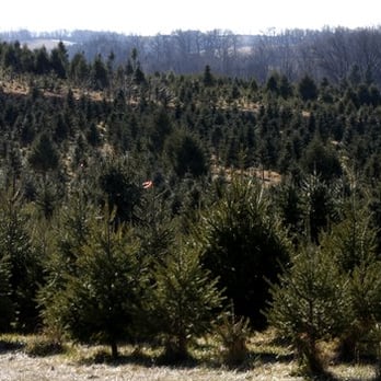 Beck's Christmas Trees - Christmas Trees Near Me - Mount Bethel, Pennsylvania Beck's Christmas Trees - Christmas Trees Near Me - Mount Bethel, Pennsylvania