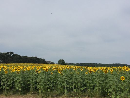 Pope Farm Conservancy by null