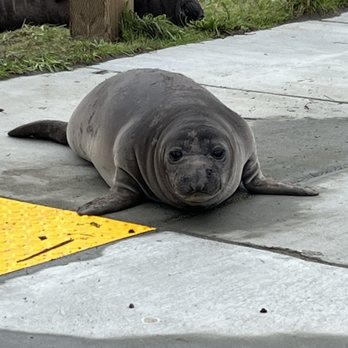Point Reyes National Seashore - Baby Elephant Seal who really pulled my heartstrings - Parks Near Me - Point Reyes Station, California Point Reyes National Seashore - Baby Elephant Seal who really pulled my heartstrings - Parks Near Me - Point Reyes Station, California
