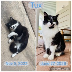 Paradise Fitness in Carillon Beach - Tux got adopted today!! We will miss our gym cat but a loving family fell in love with him this week. Thanks for showing him love.