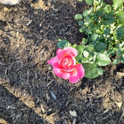 McMahan Plants - Beautiful Roses from McMahan