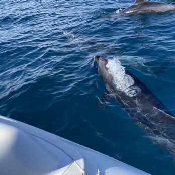 Newport Surfrider - Dolphins - Boat Charters Near Me - Newport Beach, California Newport Surfrider - Dolphins - Boat Charters Near Me - Newport Beach, California