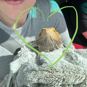 Cutie-Saurus Small Reptile Boarding - Our pet Bearded Dragon upon picking her up from her 10 day stay with Alan and Faith! - Pet Boarding Near Me Cutie-Saurus Small Reptile Boarding - Our pet Bearded Dragon upon picking her up from her 10 day stay with Alan and Faith! - Pet Boarding Near Me