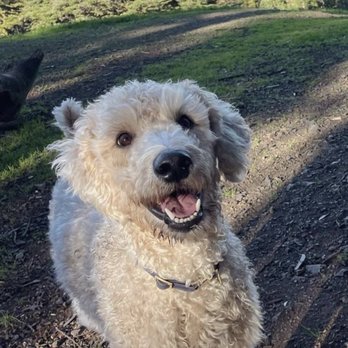 Penny And The Jets - Ruben out in San Francisco @ruben_thecitypup - Dog Walkers Near Me Penny And The Jets - Ruben out in San Francisco @ruben_thecitypup - Dog Walkers Near Me