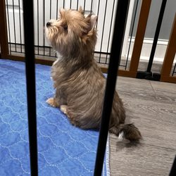 Roman Empire Yorkies - Our new addition to the family!