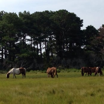 Salt Water Pony Tours - Horses we saw on the tour! - Boat Tours Near Me - Chincoteague, Virginia