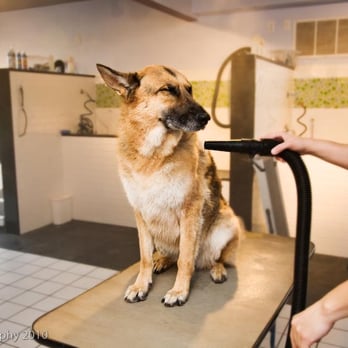 Heavenly Dog - High powered dryers force the loose hair right out of their coats! - Pet Groomers Near Me - Denver, Colorado Heavenly Dog - High powered dryers force the loose hair right out of their coats! - Pet Groomers Near Me - Denver, Colorado