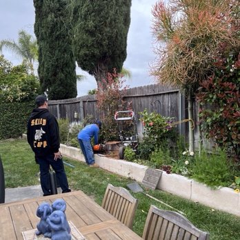 Coastal Arbor Tree Service - Dead tree removal and stump grinding - Tree Services Near Me Coastal Arbor Tree Service - Dead tree removal and stump grinding - Tree Services Near Me