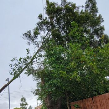 Urban Tree Care - During the job. Photo deceiving. The tree was massive and can only be cut by a professional. - Tree Services Near Me
