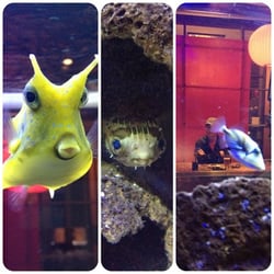 Pacific Aquariums - Longhorn cowfish/ Porcupine pufferfish/ Huma huma triggerfish