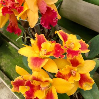 Orchids By Hausermann - Nurseries & Gardening Near Me - Villa Park, Illinois