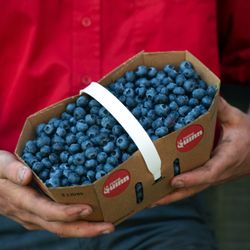 La Ferme Quinn - Blueberries