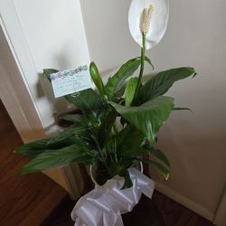 Evergreen Flowers - Look how green and white this plant is!