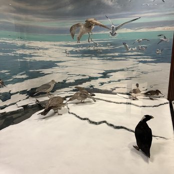 Field Museum - Birds - Museums Near Me - Chicago, Illinois Field Museum - Birds - Museums Near Me - Chicago, Illinois