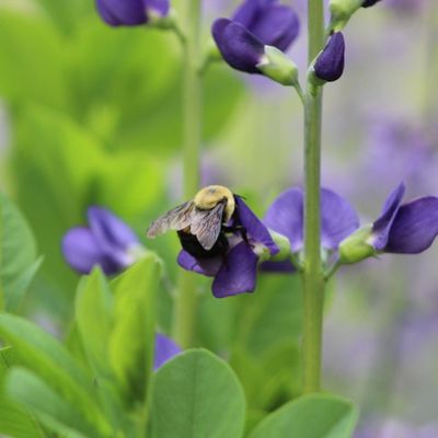 Brie O’Connor Garden Design