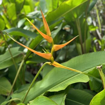 Twin Falls Trail - Hiking Near Me - Haiku, Hawaii Twin Falls Trail - Hiking Near Me - Haiku, Hawaii