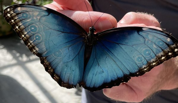 Wings of Mackinac by null