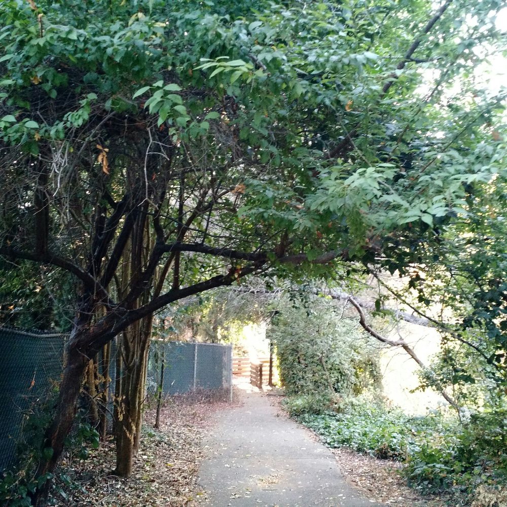 Earl Warren Park - Walking towards dog park. - Parks Near Me - Castro Valley, California Earl Warren Park - Walking towards dog park. - Parks Near Me - Castro Valley, California