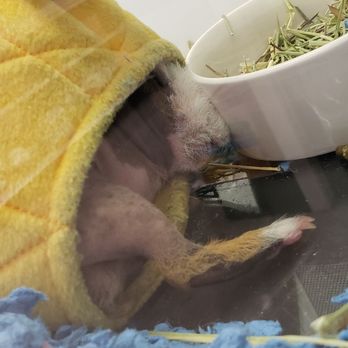Petco - Pet Stores Near Me - San Jose, California Petco - Pet Stores Near Me - San Jose, California