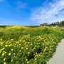 Photo of San Buenaventura State Beach