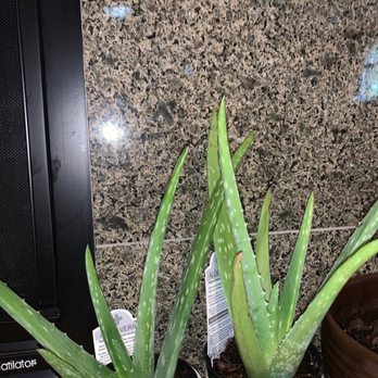 The Home Depot - Aloe Vera is also good for oxygen in the home with proper care. - Appliances Near Me - Shoreline, Washington The Home Depot - Aloe Vera is also good for oxygen in the home with proper care. - Appliances Near Me - Shoreline, Washington
