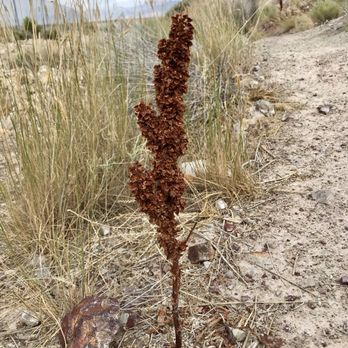 South Fork State Recreation Area - @ South Fork State Recreation Area - 7/25/20 - Campgrounds Near Me - Spring Creek, Nevada South Fork State Recreation Area - @ South Fork State Recreation Area - 7/25/20 - Campgrounds Near Me - Spring Creek, Nevada