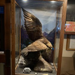 user provided Salmon Bay Eagles photo