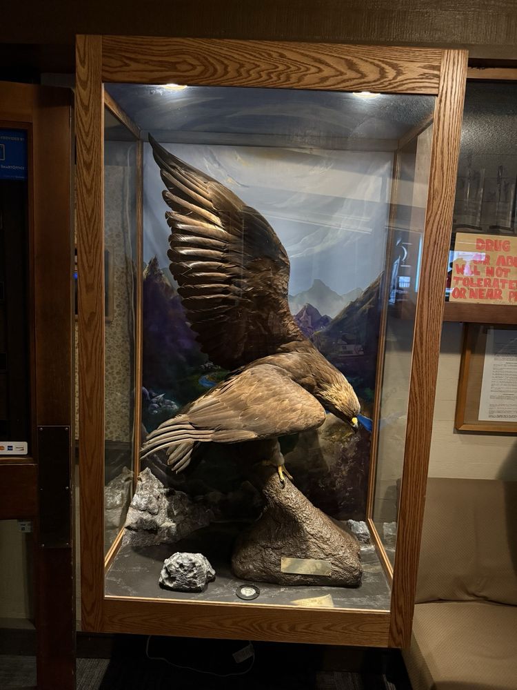 Salmon Bay Eagles Logo