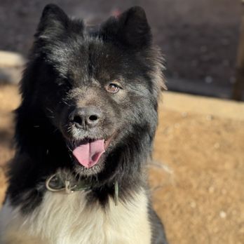 PackMates - Pet Training Near Me - Dacula, Georgia