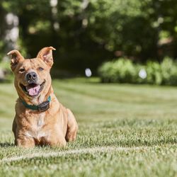 DogWatch of Puget Sound - Comfortable, safe and effective, our hidden dog fences and training products are designed with our families and our own pets in mind.