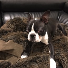 Our dog from the Puppy Experience. Our dog from the Puppy Experience.