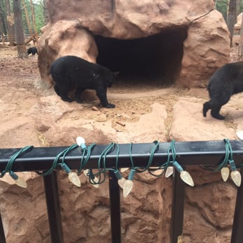 Bearizona - Zoos Near Me - Williams, Arizona