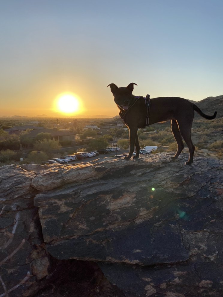 Creating Moments of Joy - pet boarding facility in Tempe, AZ