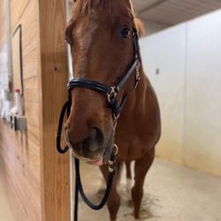 Chesapeake Central Equestrian - Wash stall