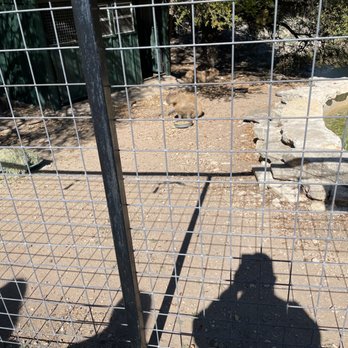 Austin Zoo - We can to feed the capybara's. But the website lied! - Zoos Near Me - Austin, Texas