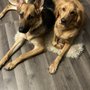 Photo of Family Animal Care