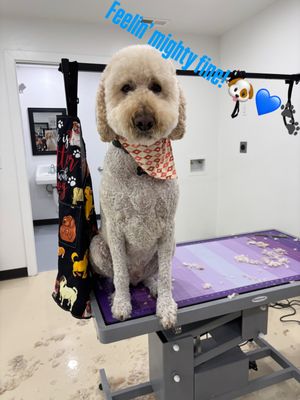 Dog & cat grooming, salon/spa grooming, - Every member of our grooming team has completed specialised Pet Therapy training—equipping them to read your pet’s body language, understand their needs, and provide a calm, stress-free grooming experience. From the moment they arrive, your furry family member will feel safe, relaxed, and genuinely cared for. Dog & cat grooming, salon/spa grooming, - Every member of our grooming team has completed specialised Pet Therapy training—equipping them to read your pet’s body language, understand their needs, and provide a calm, stress-free grooming experience. From the moment they arrive, your furry family member will feel safe, relaxed, and genuinely cared for.