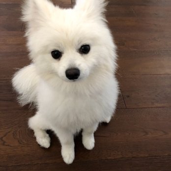 Petco - Before cut. - Pet Stores Near Me - Los Angeles, California