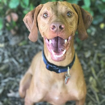 Canine Comfort Corner - Hi! - Pet Sitting Near Me - Bothell, Washington Canine Comfort Corner - Hi! - Pet Sitting Near Me - Bothell, Washington